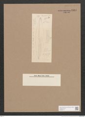 Navicula sp. (de-Toni-Nr.: Genus 1) Zeichnungen Sammlung Grunow Nr. 1581 (NHMW-BOT-W0368117)